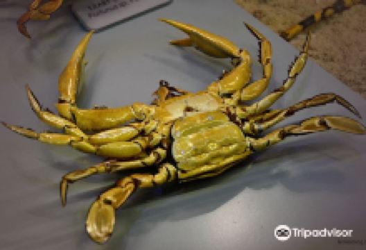 Marine Flora and Fauna Museum景点图片
