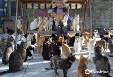 Malcolm Cat Sanctuary景点图片