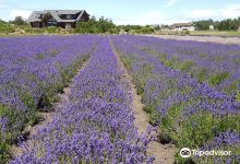Lavender Wind Farm景点图片