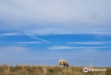 Schapenboerderij Texel景点图片