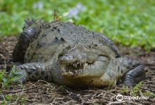 Croclandia & The American Crocodile Sanctuary景点图片