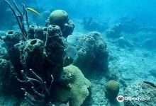Bas Harts Diving Curacao购物图片