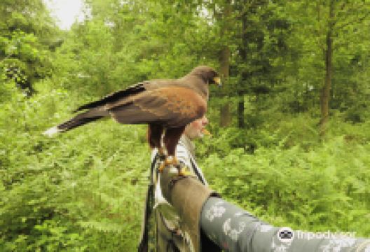 Battlefield Falconry Centre景点图片
