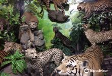 Rahmat International Wildlife Museum & Gallery景点图片