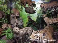 Rahmat International Wildlife Museum & Gallery-棉兰