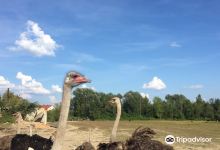 Khust Ostrich Farm景点图片