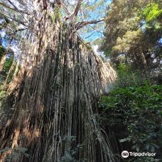Curtain Fig National Park-East Barron