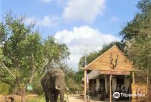 Shemeji Safari Tanzania景点图片