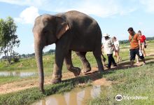 Save Elephant Foundation- Surin project景点图片