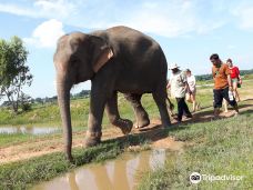 Save Elephant Foundation- Surin project-Krapho