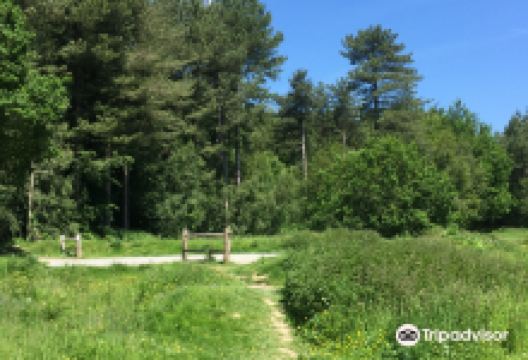 Footland Wood景点图片