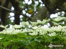 Shirakumo Pond-云仙市