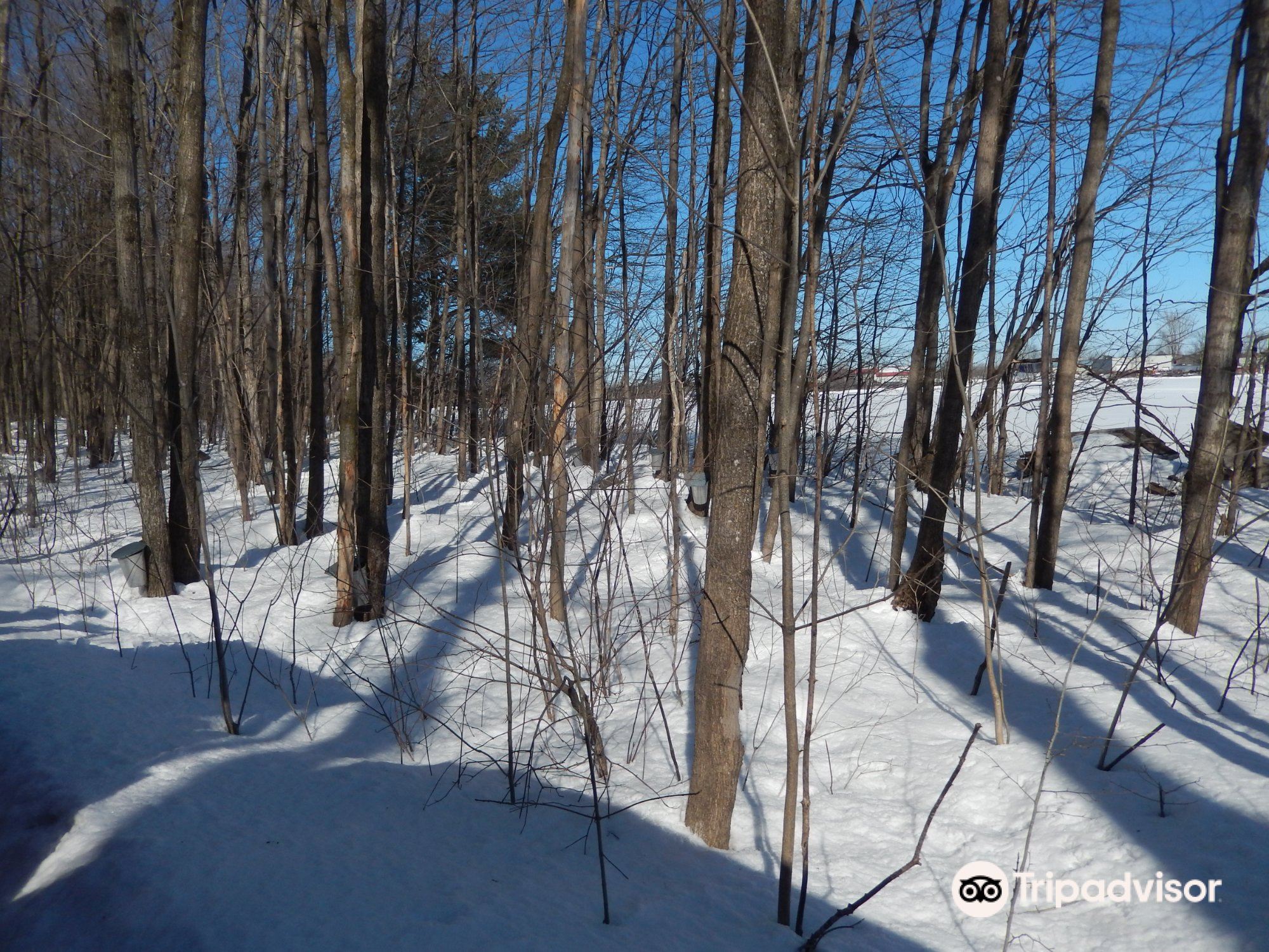 Cabane a Sucre Bouvrette