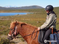 Ofelas Icelandic horses and guide service-基律纳市