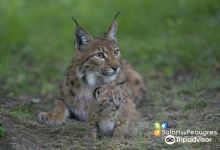 皮克雷里斯野生动物园景点图片