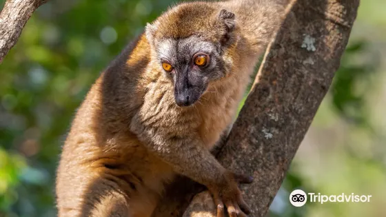 Bush Babies Monkey Sanctuary