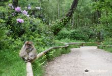 Trentham Monkey Forest景点图片