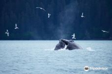 Seward Ocean Excursions-西沃德