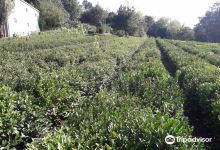 Cha Camelia景点图片