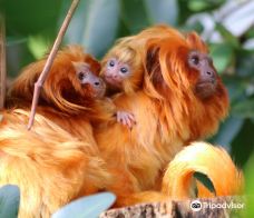 罗杰威廉斯公园动物园-普罗维登斯