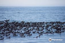 Seward Ocean Excursions-西沃德