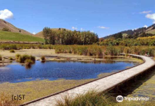 Pekapeka Wetlands景点图片