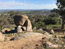 Bellevue Hill Reserve and Lookout-考拉