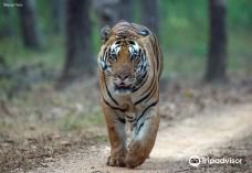 Tiger Safari India-西北德里