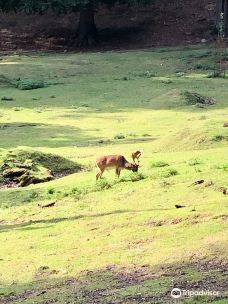 Dyrehaven Vejle-瓦埃勒