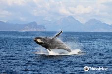 Kenai Fjords Tours-西沃德