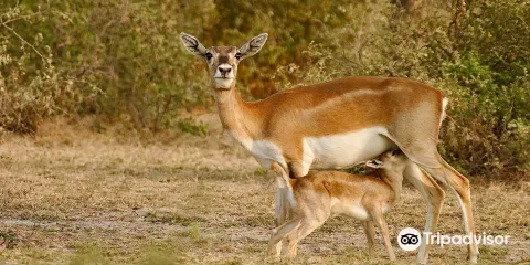 Tal Chhapar Sanctuary