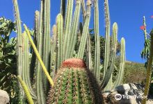 Jardin Botanique du Desert景点图片