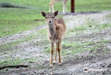 Tierpark Weisswasser景点图片