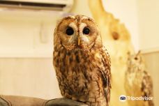 Sunset Owl Cafe-大阪