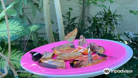 劍橋蝴蝶保護館