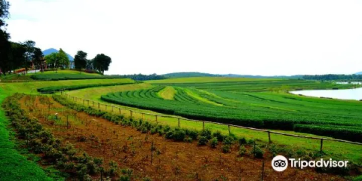 Boon Rawd Farm (Singha Park)