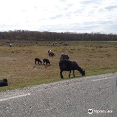 Ottenby Naturum-默尔比隆阿