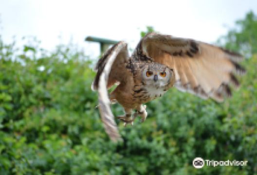Suffolk Owl Sanctuary景点图片