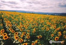 Nayoro Chiebun Sunflower Farm购物图片