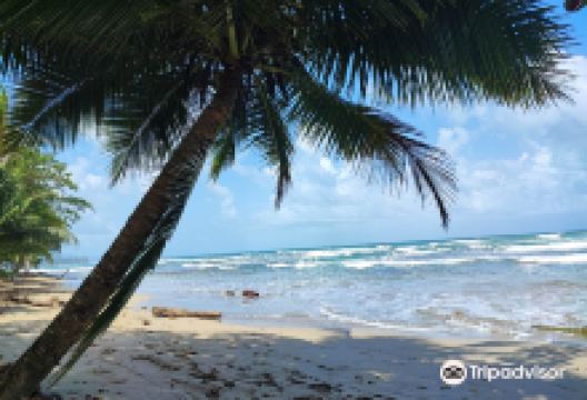 Playa Cocles景点图片