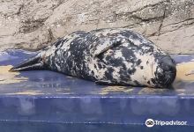 SEA LIFE Trust Cornish Seal Sanctuary景点图片
