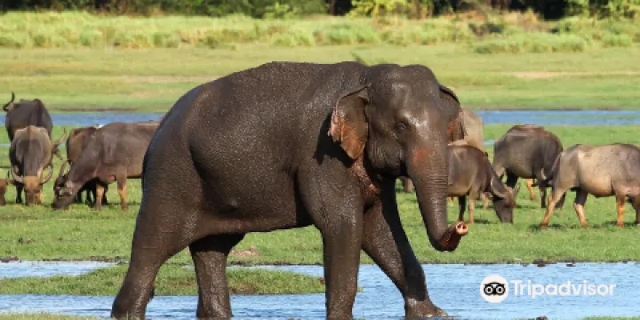 Minneriya Tusker Safaris