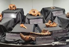 Wonambi Fossil Centre景点图片