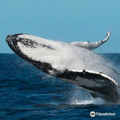 悉尼+月影号观海豚游船+斯蒂芬斯港一日游