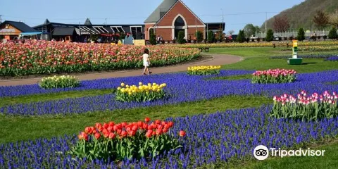 湧別町鬱金香公園