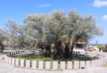Old Olive Tree景点图片
