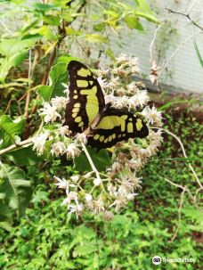 Butterflies for Africa-彼得马里茨堡