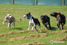 Run Free Dog Fields景点图片
