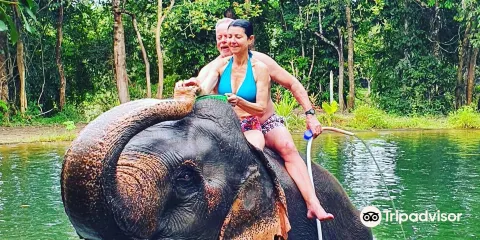 Tongdee Elephant Camp