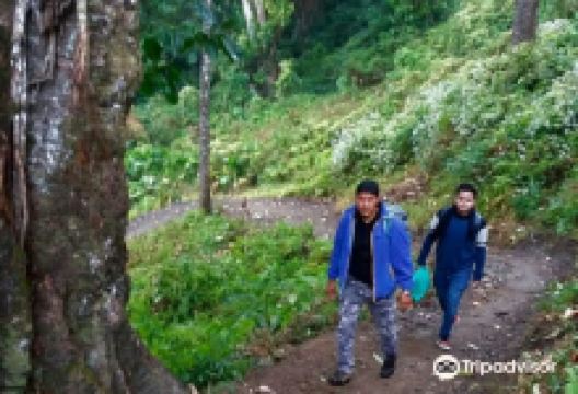 Badamtam Tea Estate景点图片